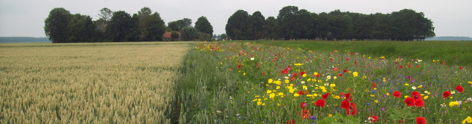 afbeelding van een akkerrand