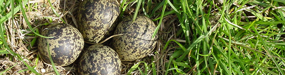 afbeelding van kievitseieren