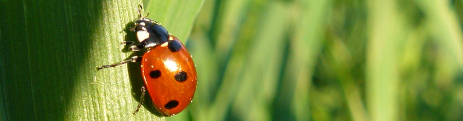 afbeelding van lieveheersbeestje